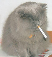 Cat Smoking